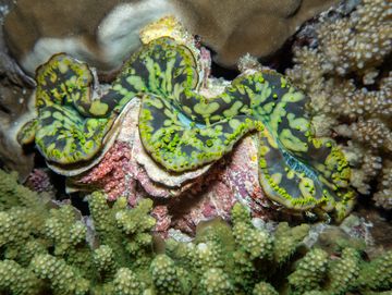 A vibrant giant clam nestled in coral reef.