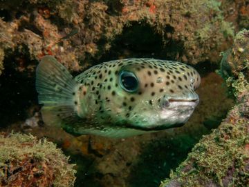 Close-up of a spotted pufferfish underwater.