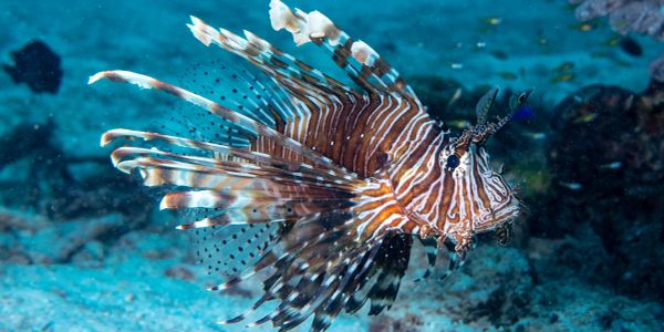 A colorful lionfish with striped fins swims underwater.