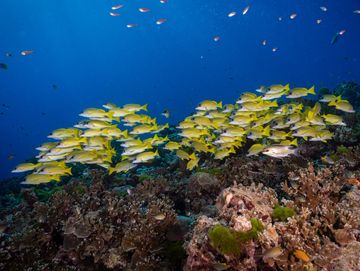 A vibrant school of yellow fish swimming over coral reef underwater.
