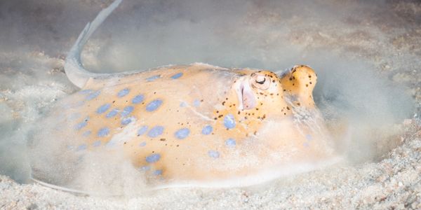 Close-up of a spotted stingray partially buried in the sand.