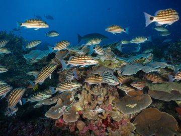 School of striped fish swimming over coral reef.