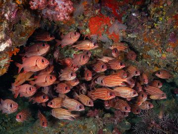 A school of striped fish swimming near a colorful coral reef.