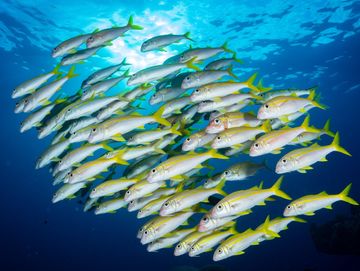 A school of yellowtail fish swimming underwater in clear blue ocean.