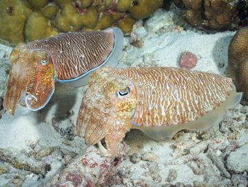 Two cuttlefish on a coral seabed.