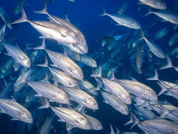 A large school of silver fish swimming underwater.
