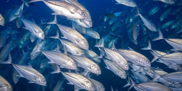 A large school of silver fish swimming underwater.
