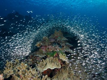 A thriving coral reef surrounded by a school of small fish.