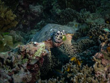 Sea turtle in coral reef with algae on face.