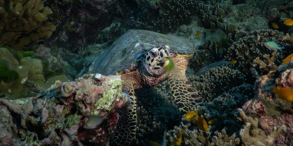 Sea turtle in coral reef with algae on face.