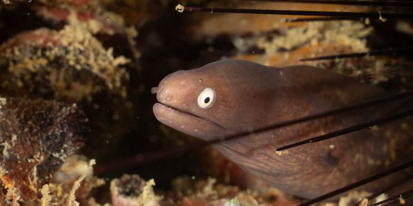 Close-up of a moray eel among sea urchin spines.