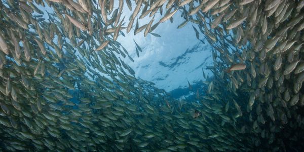 A large school of fish swarming underwater with text "Sea my lifestyle".
