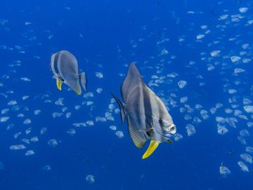 Two fish swimming in a blue ocean with text.