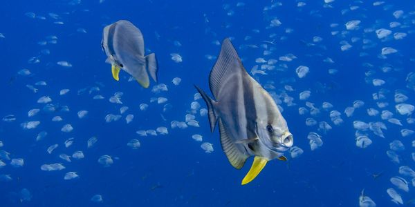 Two batfish swim amid a school of smaller fish in clear blue water.