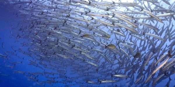 A large school of fish swimming together underwater.