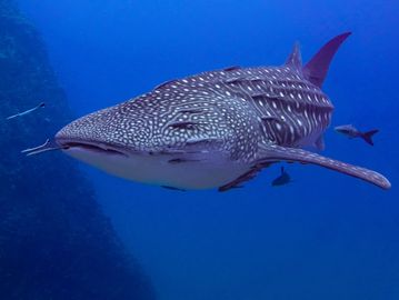 A whale shark swimming in the deep blue ocean.