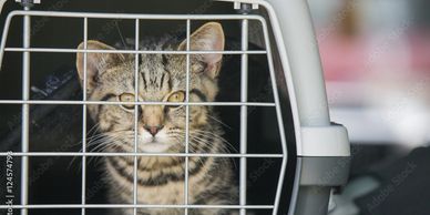 best pet transport service