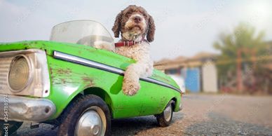 door to door pet transportation