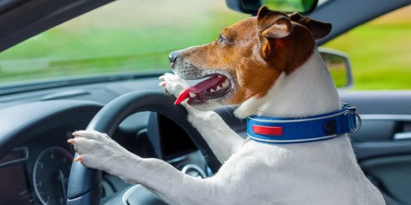 dog driving car