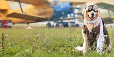 international pet shipping services