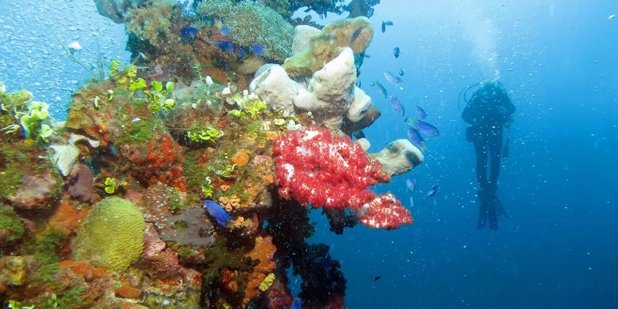 Photo by Michael Shahani
Truk Lagoon, Micronesia