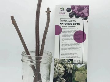 elderberry cuttings in a jar