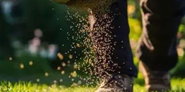 Person spreading seeds or fertilizer on grass.