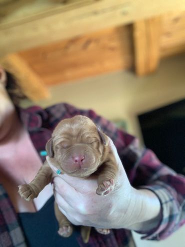 Fox Red Lab Pup For Sale near VT, CT, Ohio, PA, WV, VA, RI, Maine, Massachusetts, NH, New York