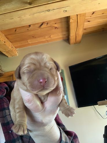 Fox Red Lab Pup For Sale near VT, CT, Ohio, PA, WV, VA, RI, Maine, Massachusetts, NH, New York
