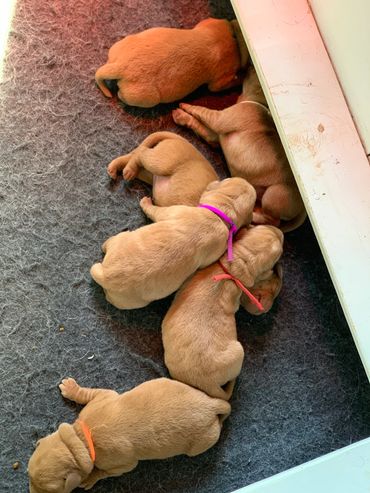Fox Red Lab Pup For Sale near VT, CT, Ohio, PA, WV, VA, RI, Maine, Massachusetts, NH, New York