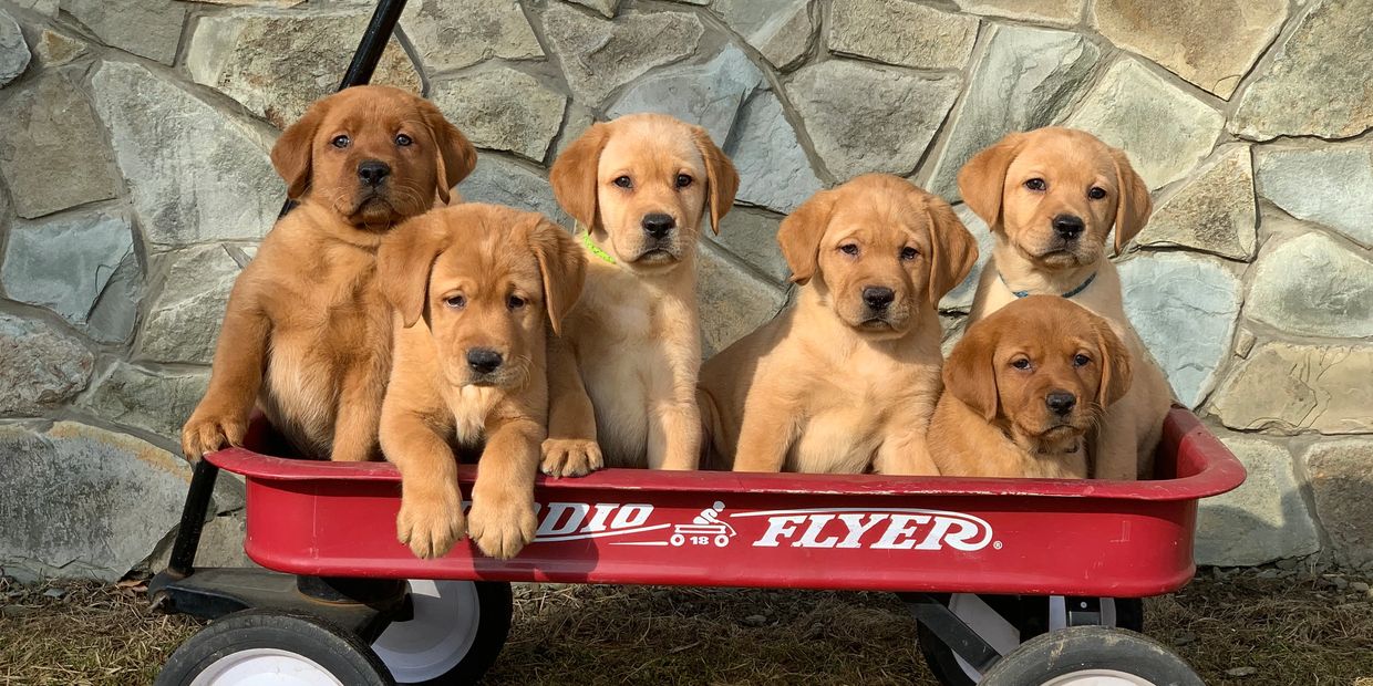 Fox Red Lab puppies in wagon near Ohio
