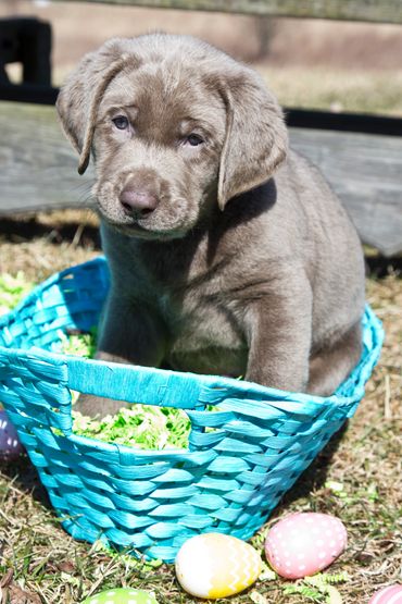 Silver Lab Pup For Sale near VT, CT, Ohio, PA, WV, VA, RI, Maine, Massachusetts, NH, New York