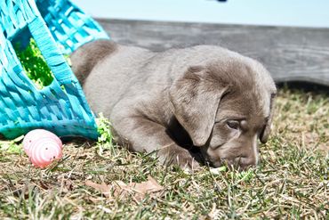 Silver Lab Pup For Sale near VT, CT, Ohio, PA, WV, VA, RI, Maine, Massachusetts, NH, New York