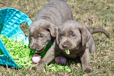 Silver Lab Pup For Sale near VT, CT, Ohio, PA, WV, VA, RI, Maine, Massachusetts, NH, New York