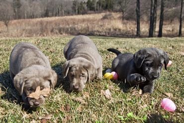 Silver Charcoal Lab Pup For Sale near VT, CT, Ohio, PA, WV, VA, RI, Maine, Massachusetts, NH, NY