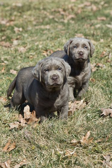 Silver Lab Pup For Sale near VT, CT, Ohio, PA, WV, VA, RI, Maine, Massachusetts, NH, New York