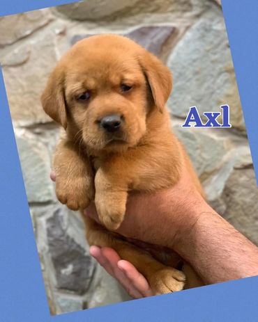 Fox Red Lab Pup For Sale near VT, CT, Ohio, PA, WV, VA, RI, Maine, Massachusetts, NH, New York