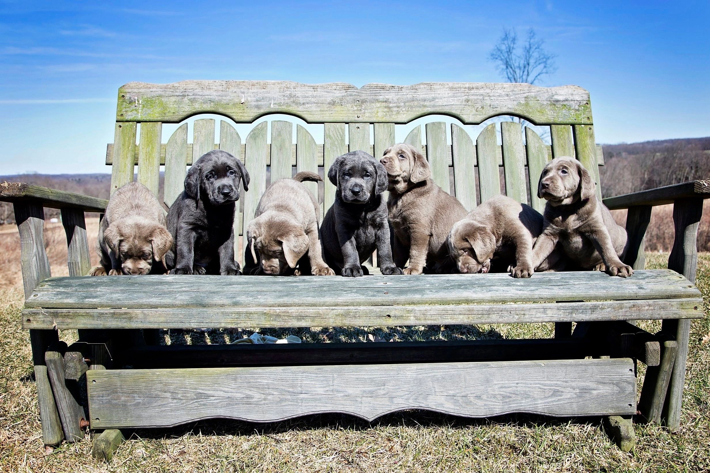 AKC Silver and Charcoal Labrador Pups For Sale near VT, CT, OH, PA, WV, VA, RI, Maine