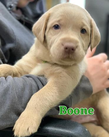 Champagne yellow Lab pup near PA, Ohio, NY