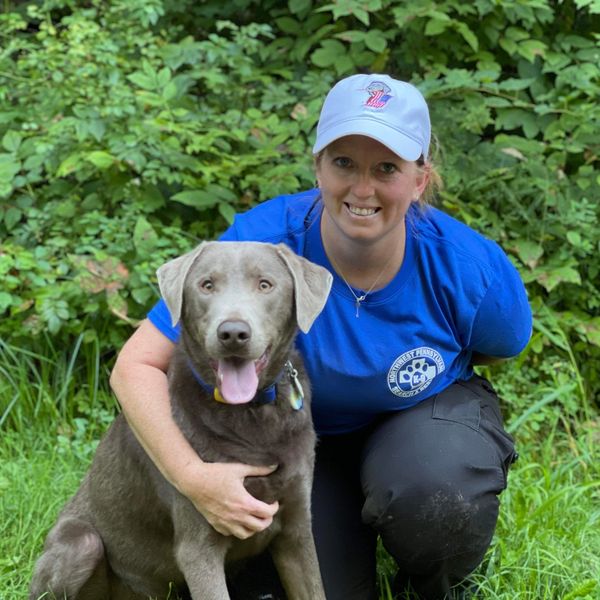 Silver Lab search and rescue certified
