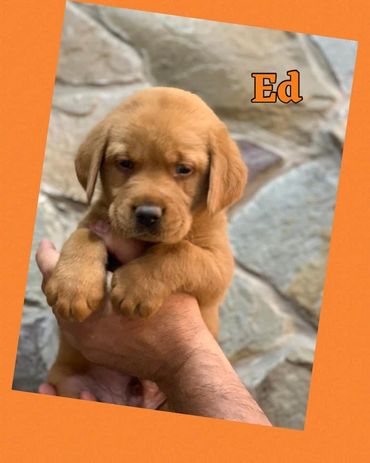 Fox Red Lab Pup For Sale near VT, CT, Ohio, PA, WV, VA, RI, Maine, Massachusetts, NH, New York