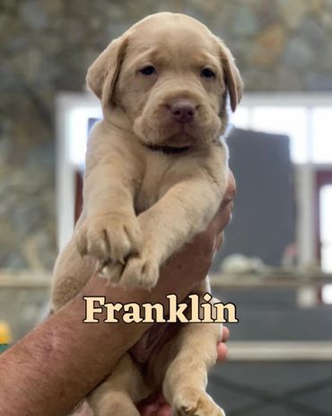 Champagne Lab pup near VT, NY, Massachusetts