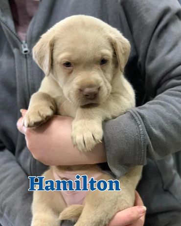 Champagne Lab Pup near WV, PA, Ohio, NY