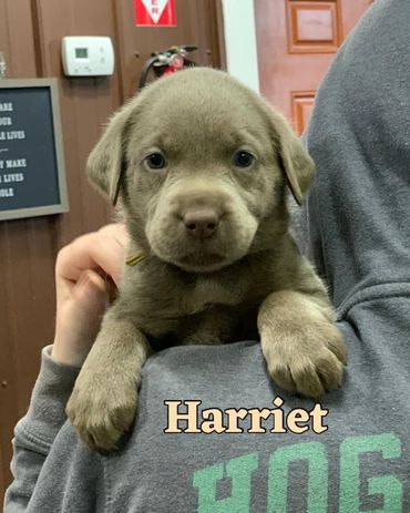Silver Lab Pup For Sale near VT, CT, Ohio, PA, WV, VA, RI, Maine, Massachusetts, NH, New York