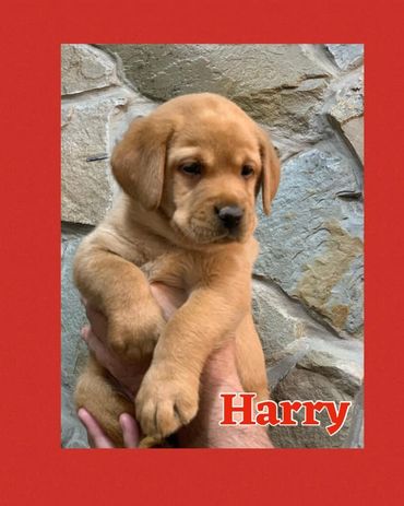 Silver Lab Pup For Sale near VT, CT, Ohio, PA, WV, VA, RI, Maine, Massachusetts, NH, New York