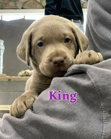 Silver Lab Pup For Sale near VT, CT, Ohio, PA, WV, VA, RI, Maine, Massachusetts, NH, New York