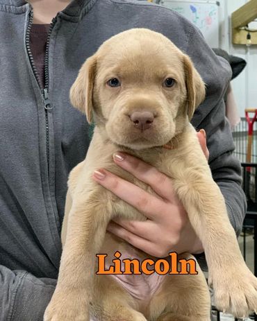 Champagne Lab pup near VT, RI, NH