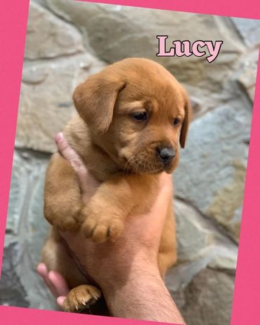 Fox Red Lab Pup For Sale near VT, CT, Ohio, PA, WV, VA, RI, Maine, Massachusetts, NH, New York