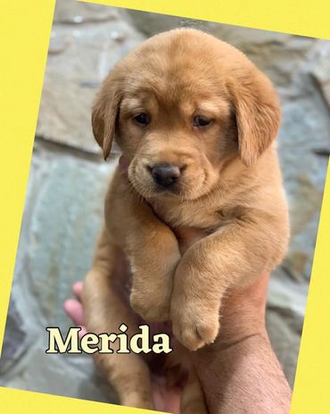 Fox Red Lab Pup For Sale near VT, CT, Ohio, PA, WV, VA, RI, Maine, Massachusetts, NH, New York