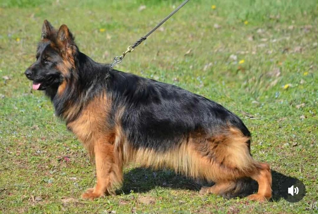 Lea Vom Bugarskihoff (3x SG1; SG3; VV1)
Imported from Serbia, Lea is the perfect female. Her titles